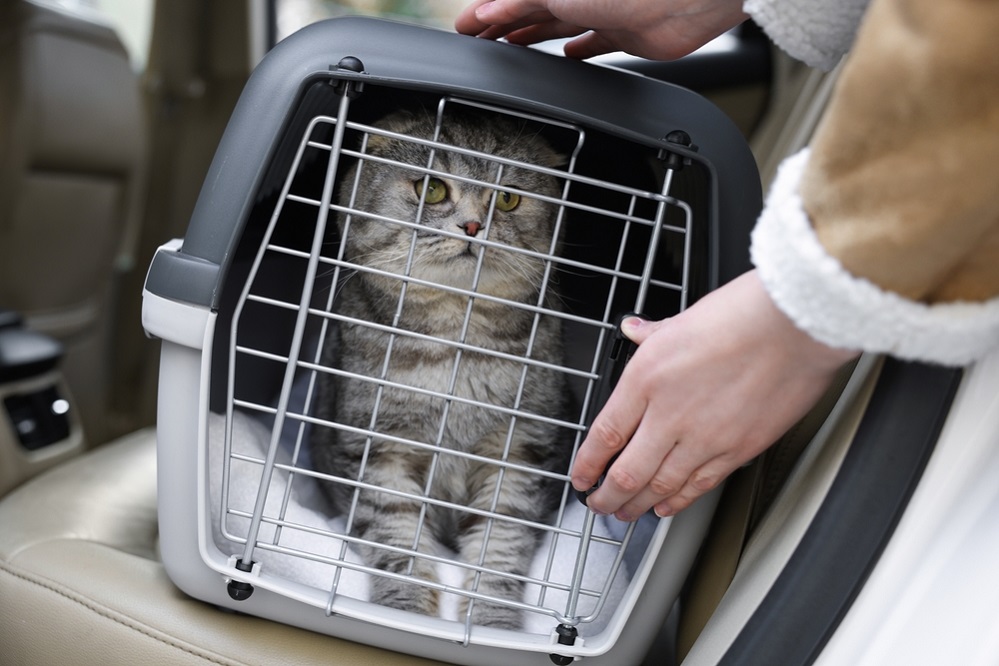 Cat Crate Size Calculator – Travel the World With Your Feline Friend