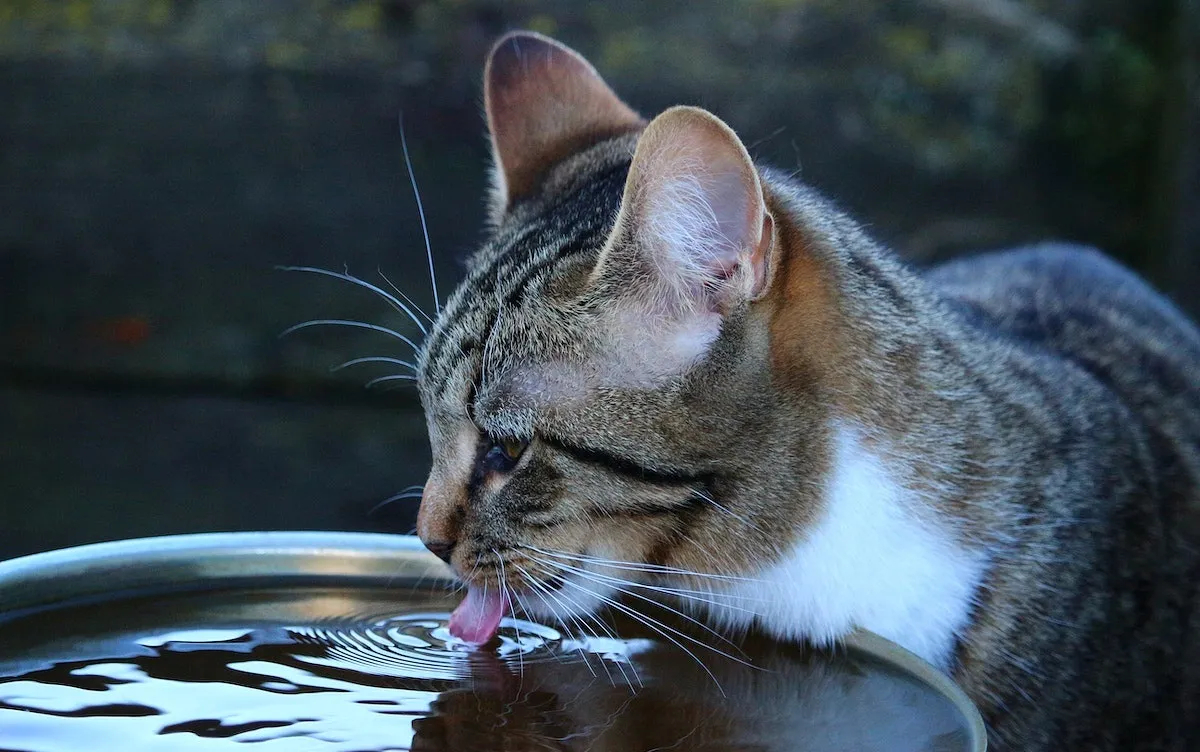 Cat Water Intake Calculator – A Guide to Feline Hydration