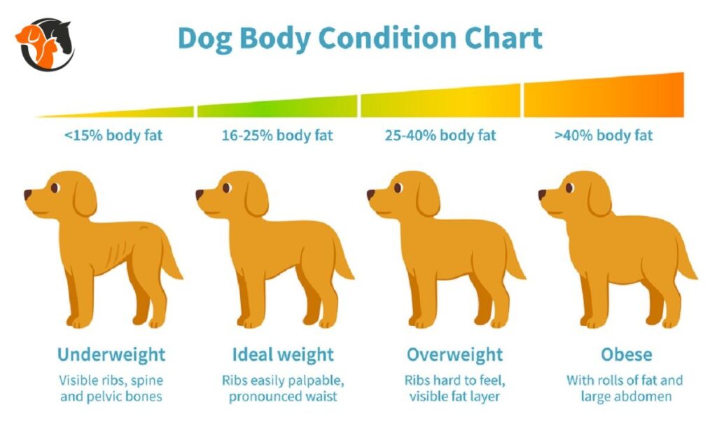 Ideal dog weight