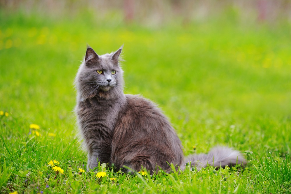 Appearance of Maine Coon