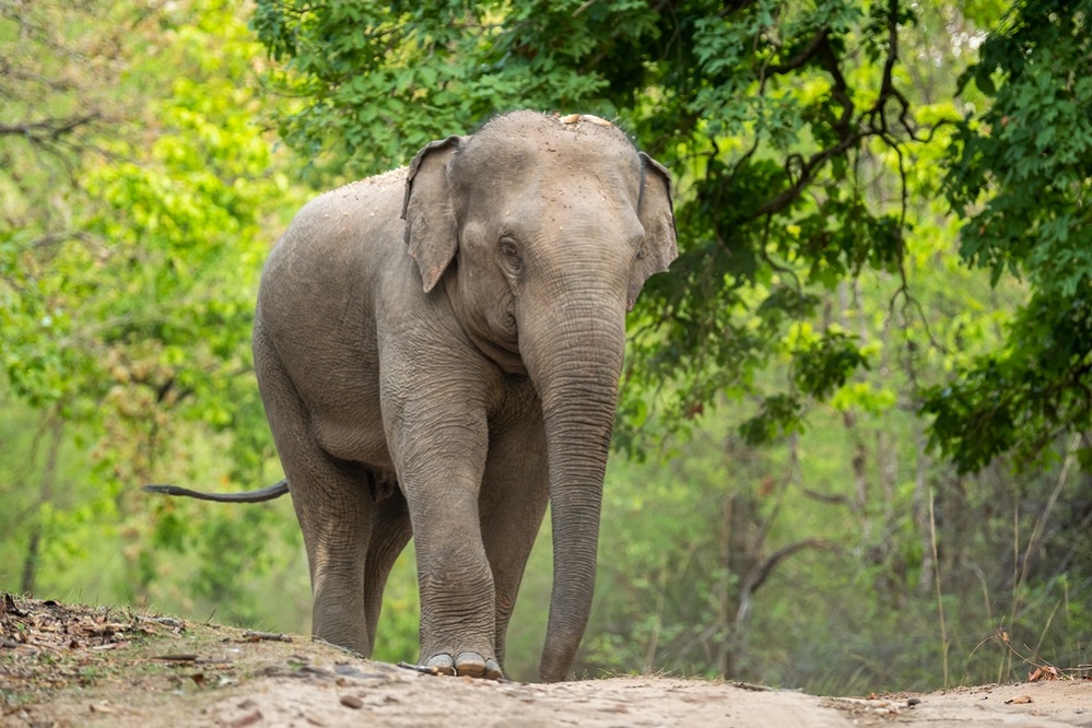 Asian Elephant - Elephas Maximus