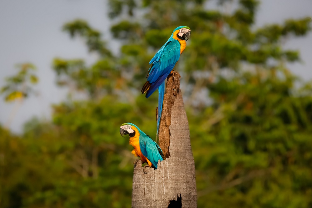 Blue-and-Gold-Macaw-Ara-ararauna