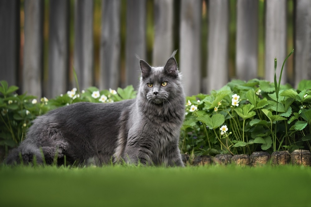 Characteristics of Maine Coon