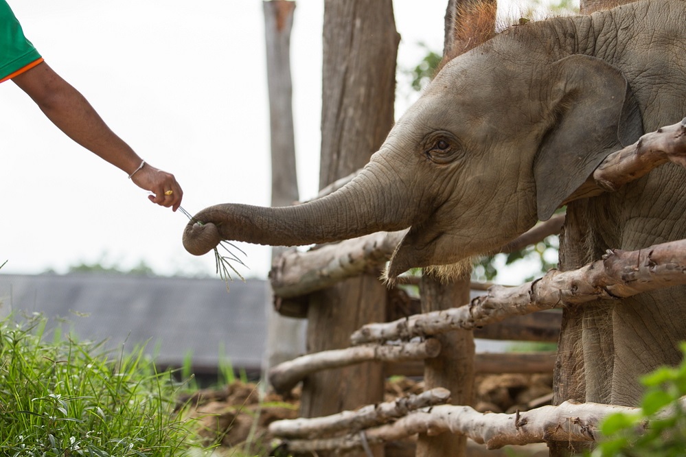 Elephants Interaction With Humans