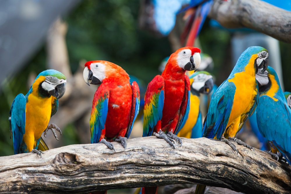 Endangered Macaws