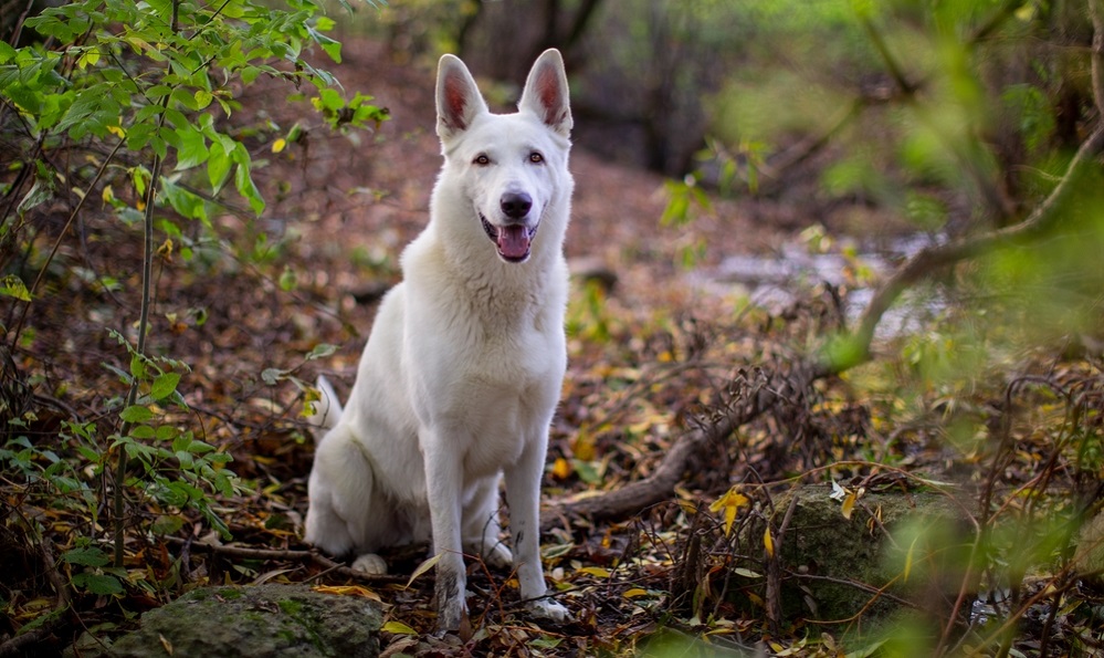 Facts About White German Shepherds