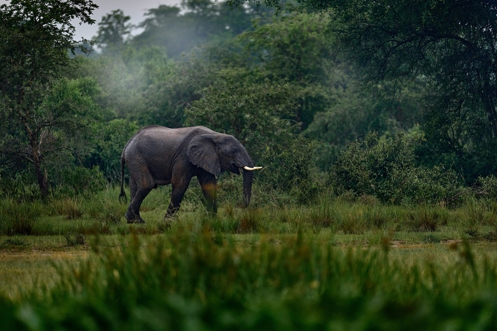 Habitat of Elephant