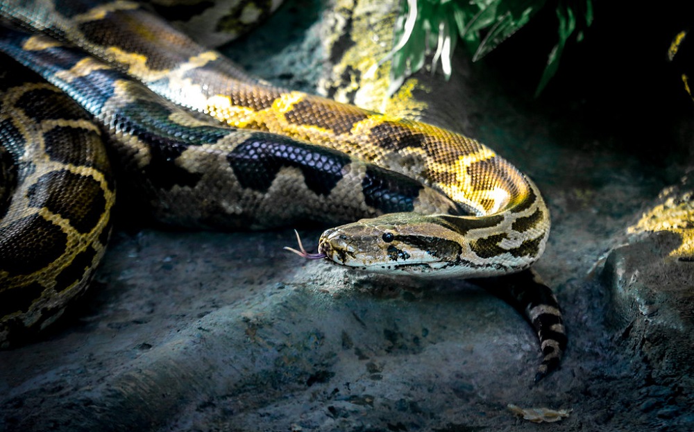 Legal Exotic Pets in Illinois