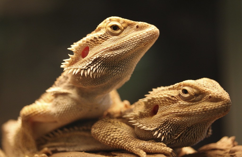 Legal Exotic Pets in Massachusetts