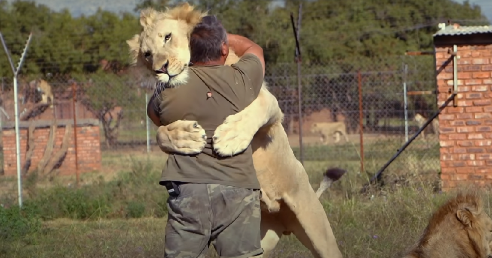 Lions Interactions With Humans
