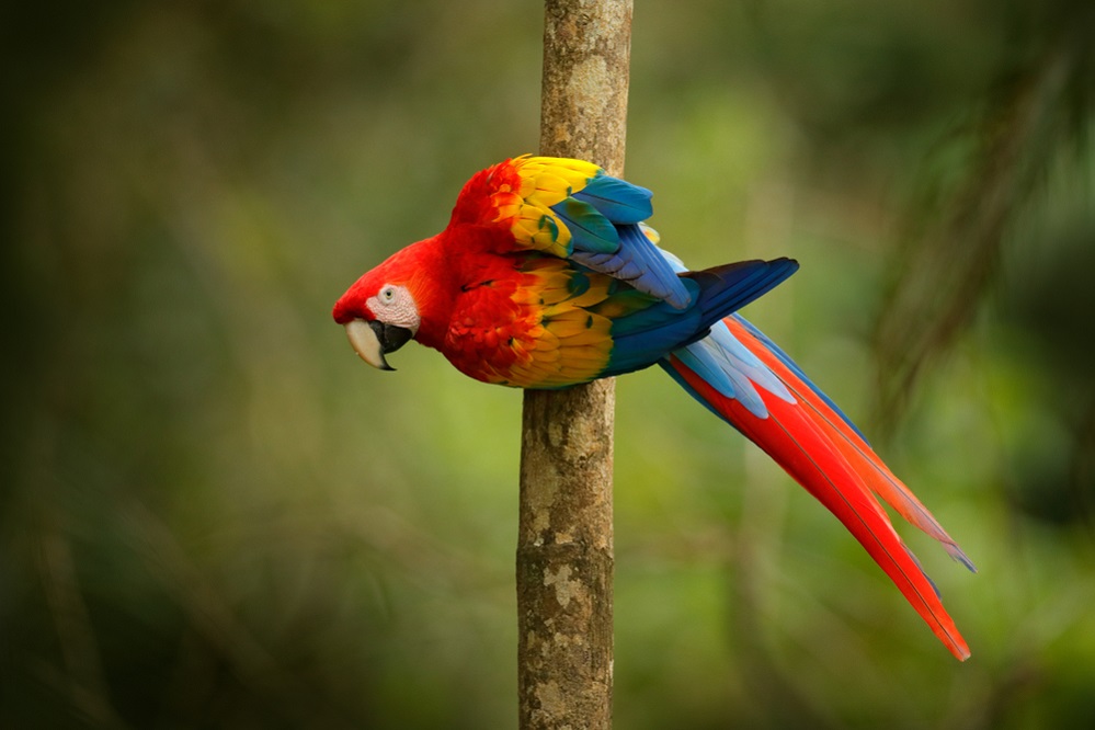 Macaw Appearance