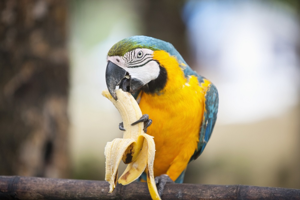 Macaw Diet