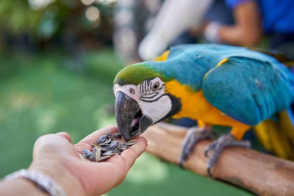 Macaw Relations With Humans