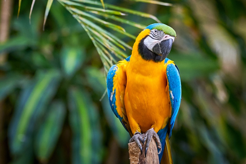 Macaw facts