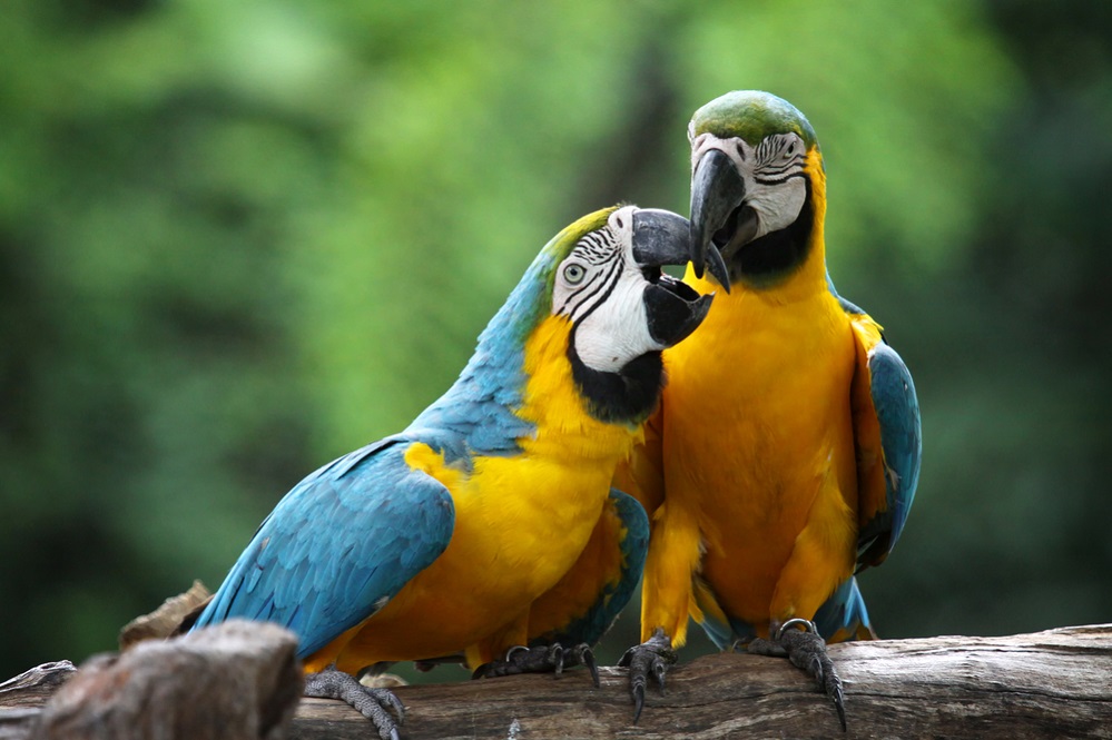 Macaws Reproduction