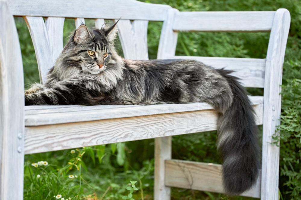 Majestic Maine Coon