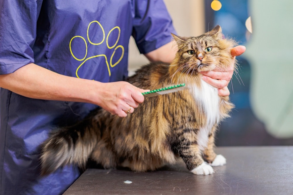 Maine Coon Grooming