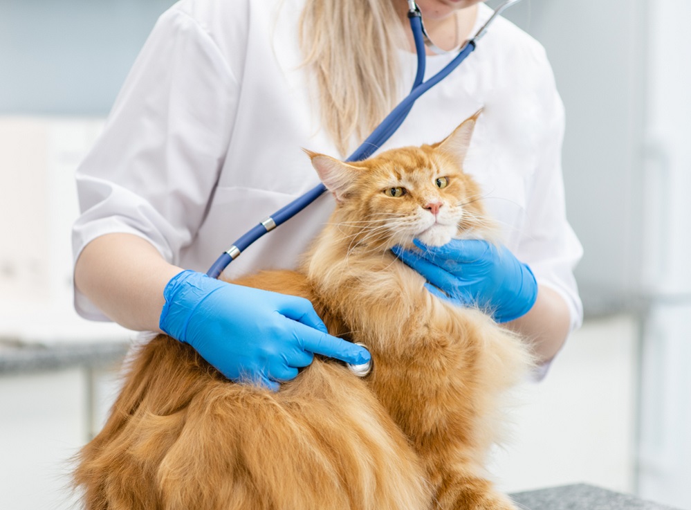 Maine Coon health issues