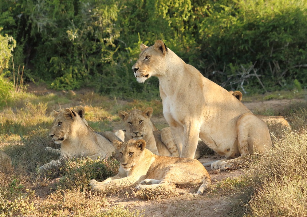 Panthera Leo Population