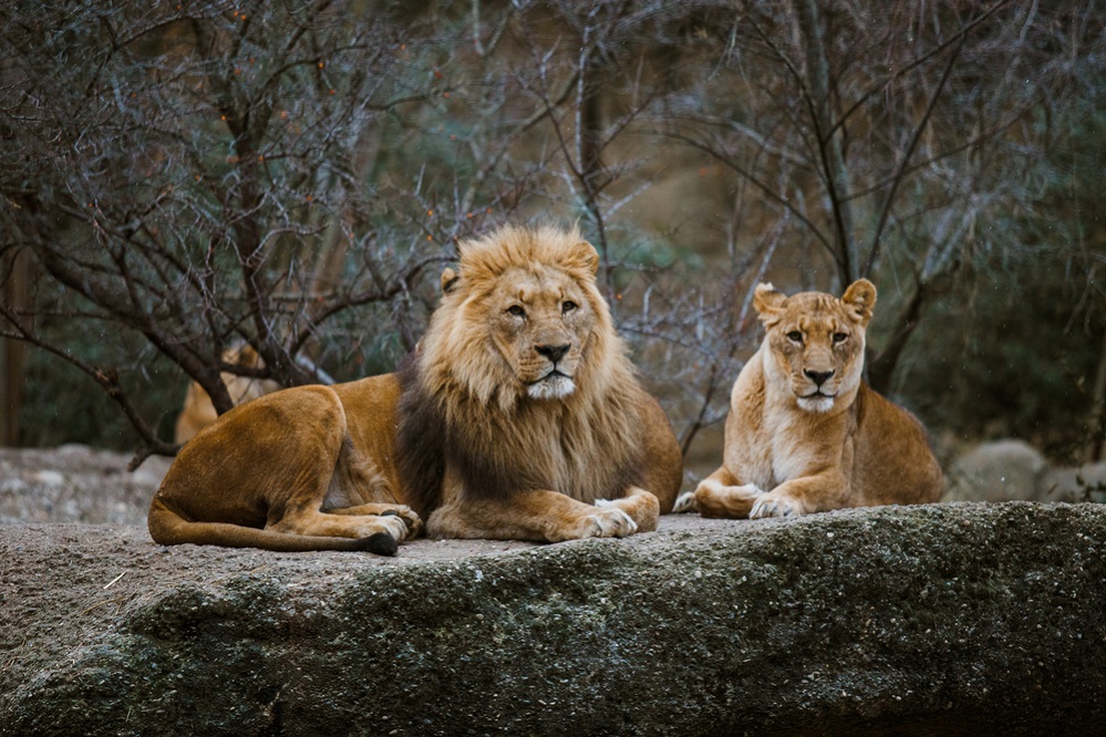 Panthera Leo Reproduction