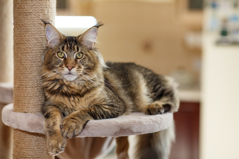 Personality of Maine Coon