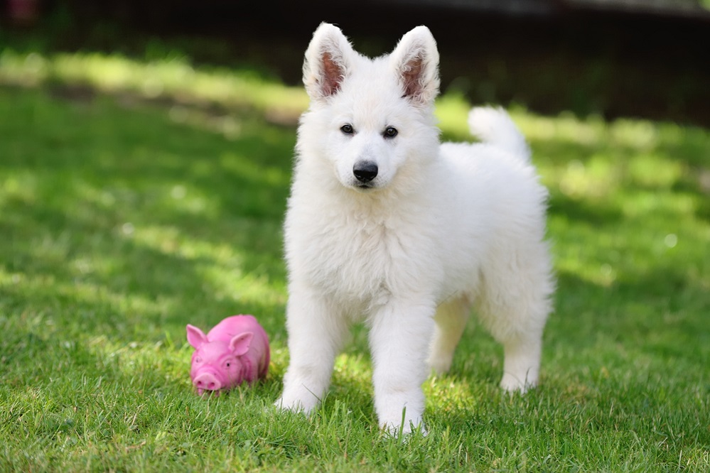 White German Shepherd Puppy