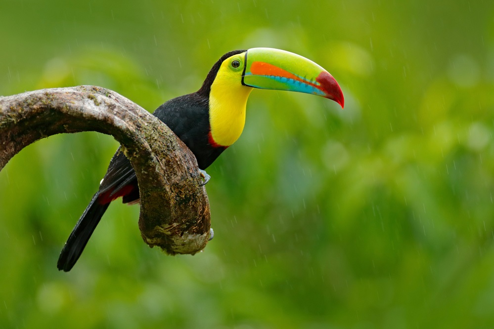Appearance of Toucan