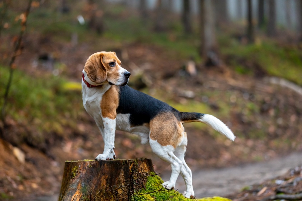 Beagle Appearance