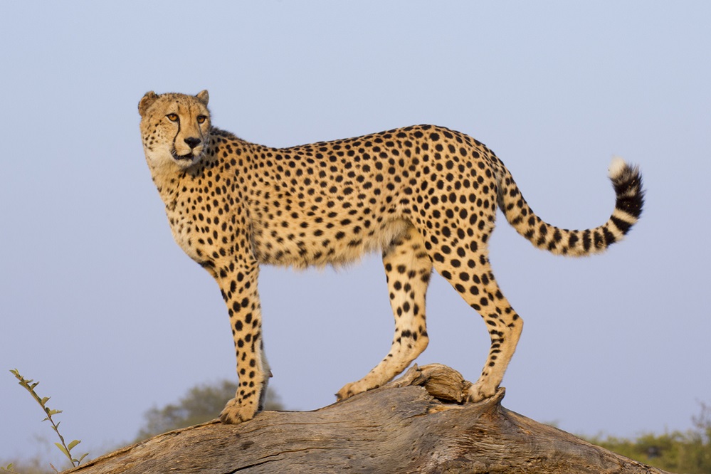 Cheetah Characteristics
