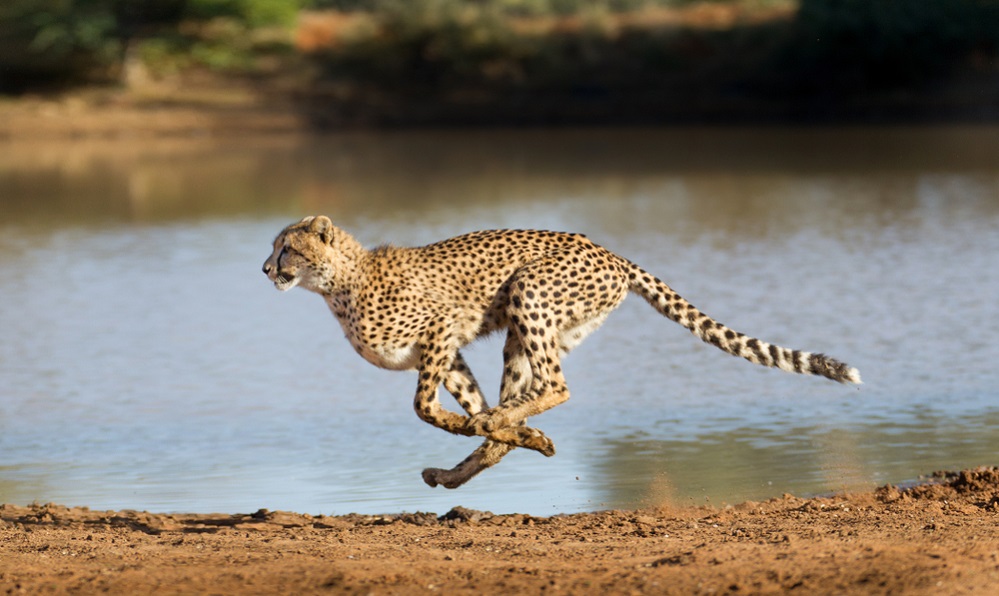 Cheetah Fastest Cat