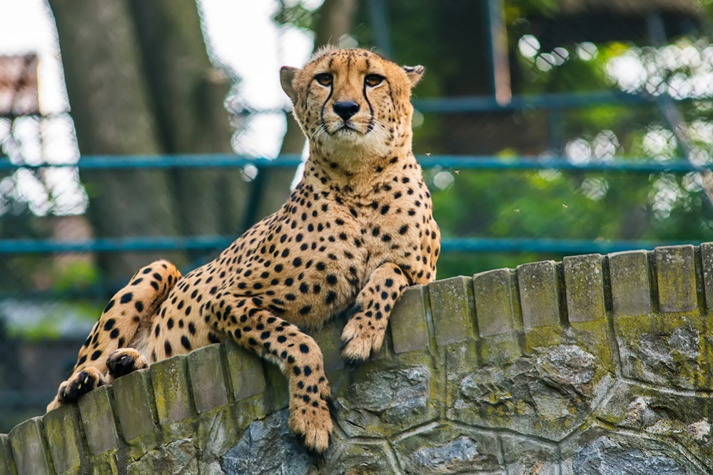 Cheetah Threatened Species