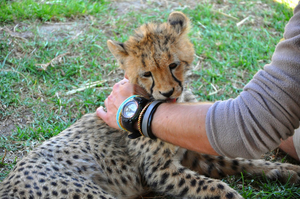 Cheetah Relationship with Humans