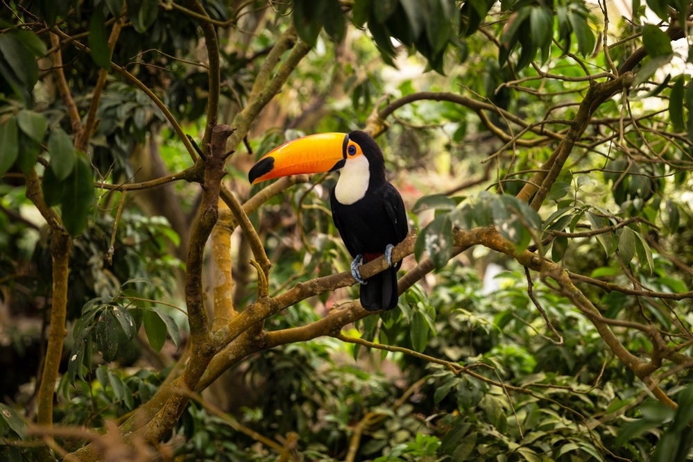 Conservation Status of Toucans