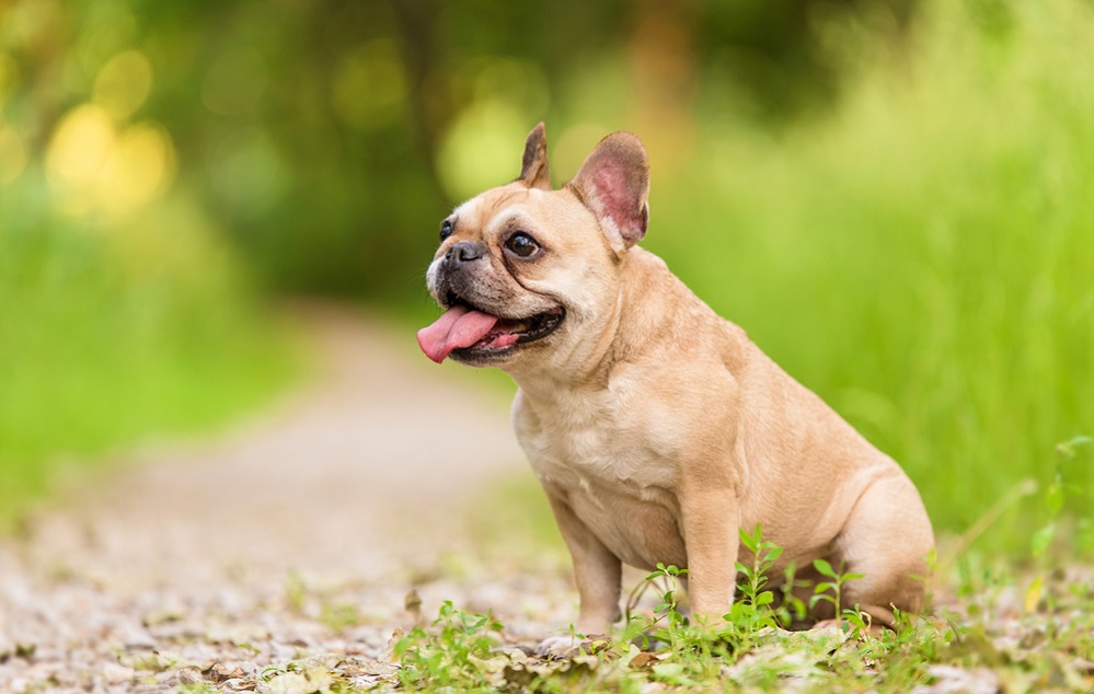 French Bulldogs Reign As Top US Dog Breed