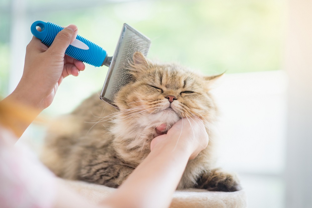 Grooming Persian Cat