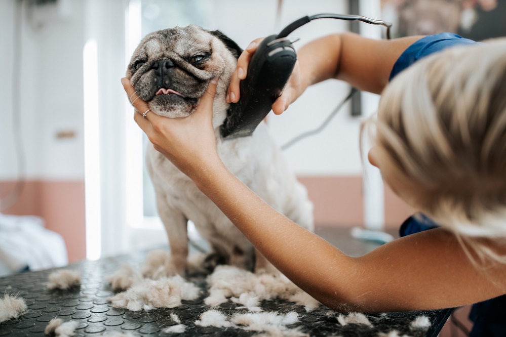 Grooming of your pug