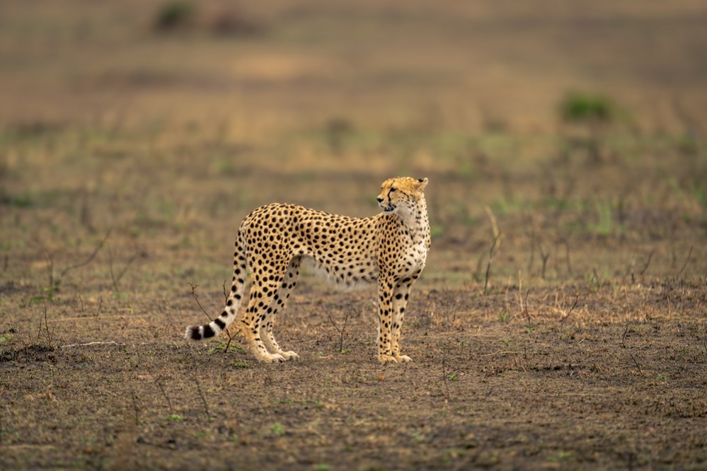 Habitat of Cheetah