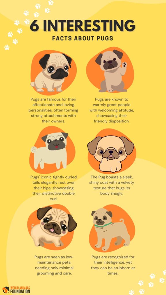 6 Interesting facts about pugs