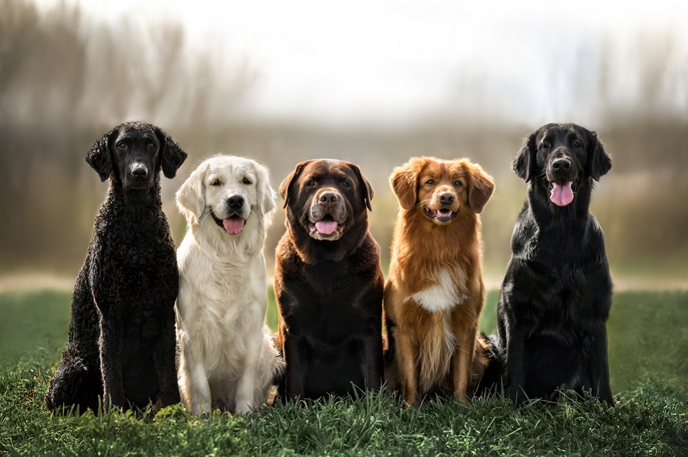 20 Most Popular Dog Breeds – A US specific guide (2024)