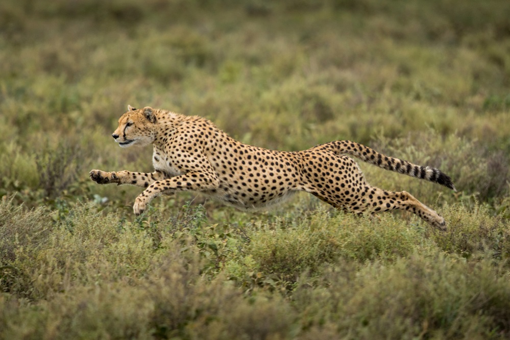 Cheetah history
