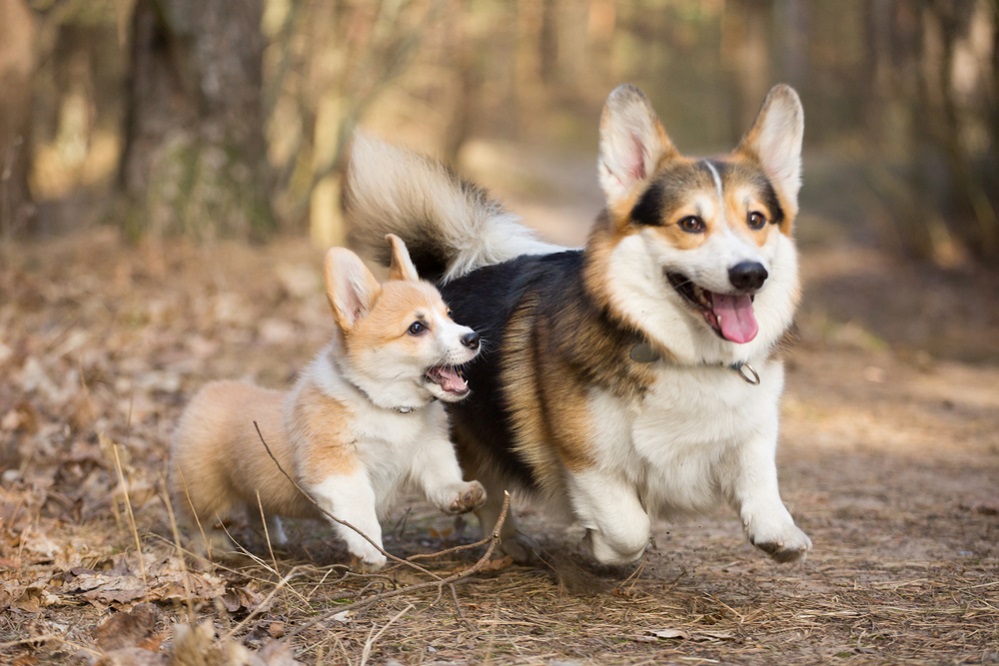 Unveiling the Charm of Pembroke Welsh Corgis – More Than Just Royalty’s Favorite