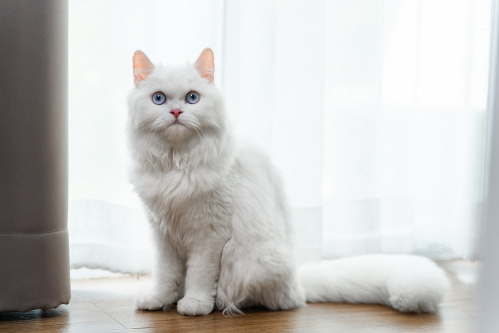 Persian Cat Appearance