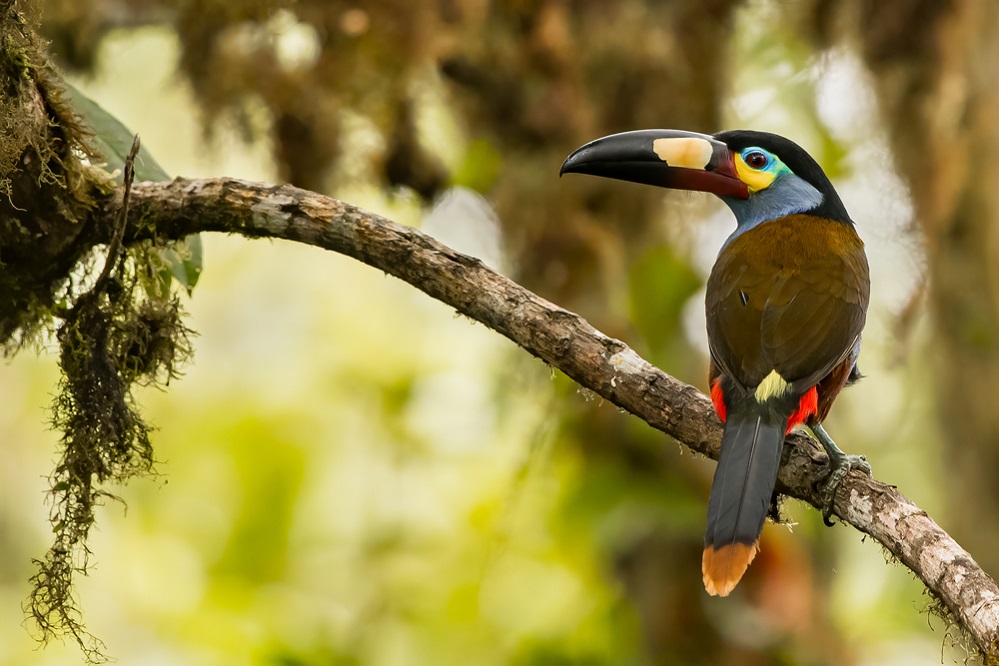 Plate-Billed Toucan