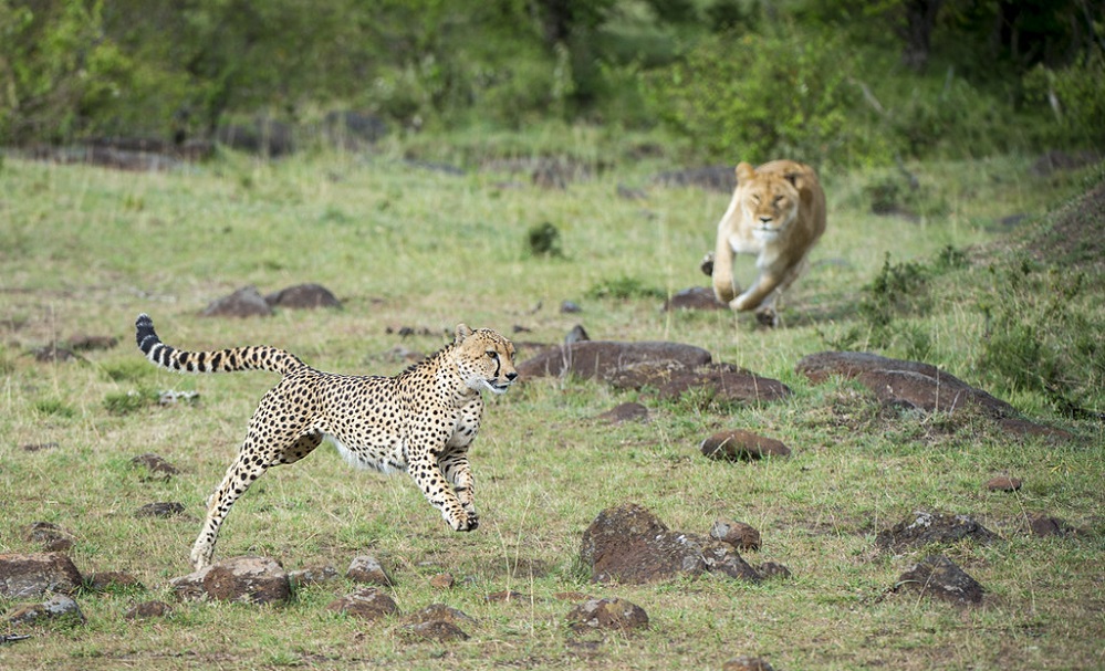 Predators of Cheetah