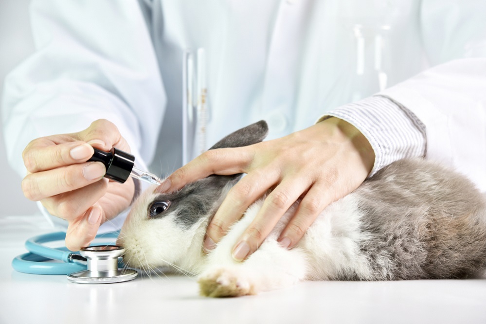 Animal Testing Procedures