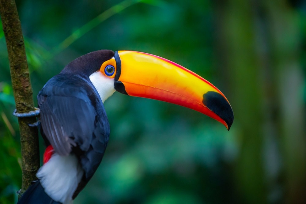 Threats to Toucans