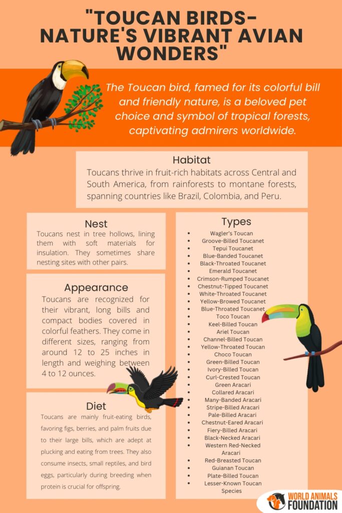 Toucan Birds long bills