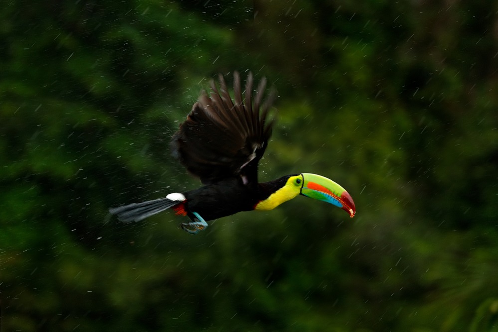 Toucan Flying