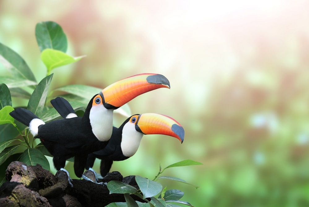 Types of toucan