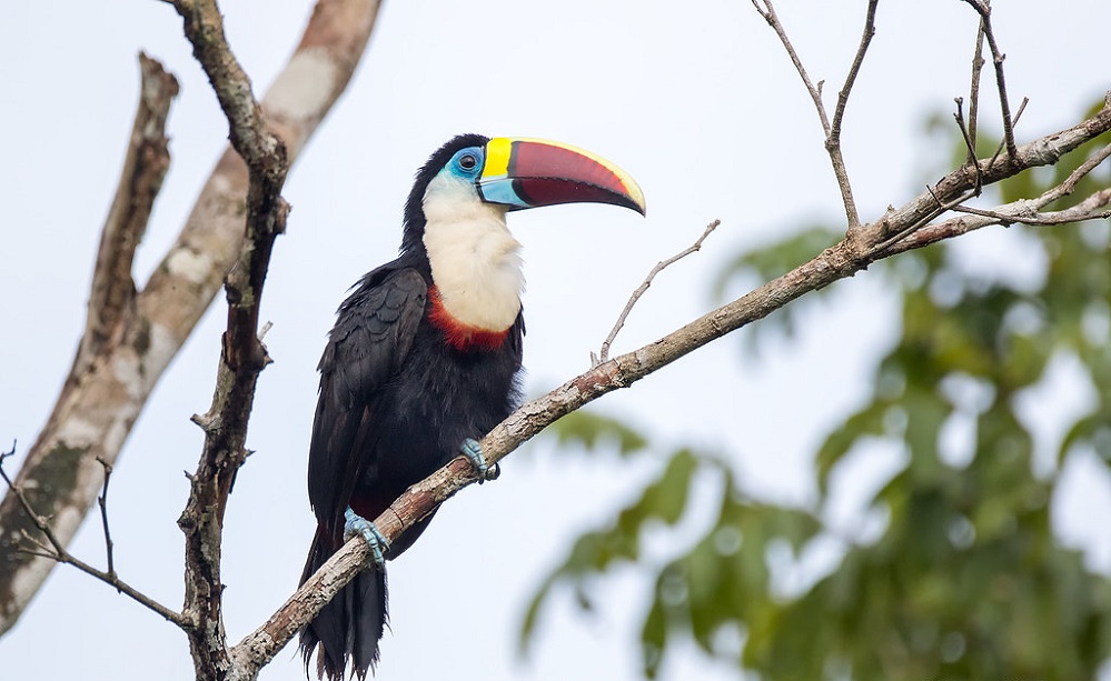 White-Throated Toucan